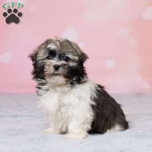 Ruff, Havanese Puppy